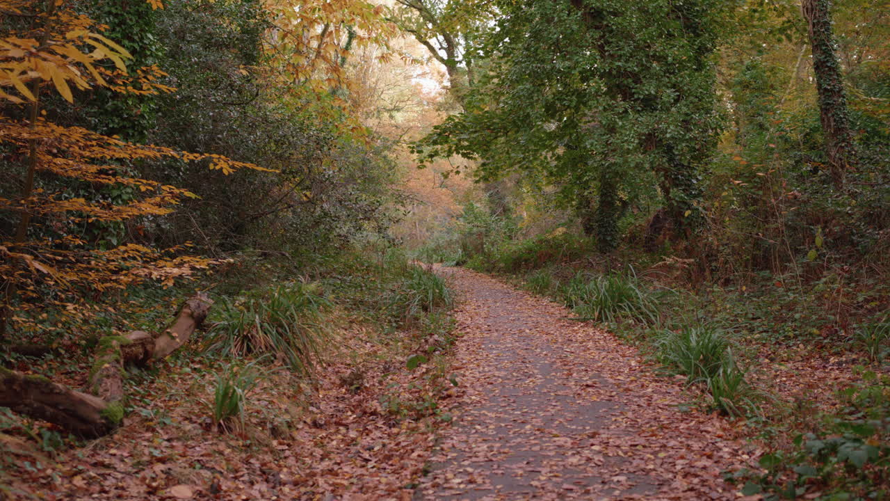 percorso in autunno - foresta autunnale coperta da foglie dorate