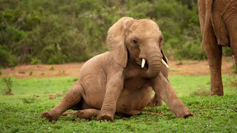 baby elephant, calf, sitting on grass swinging its trunk