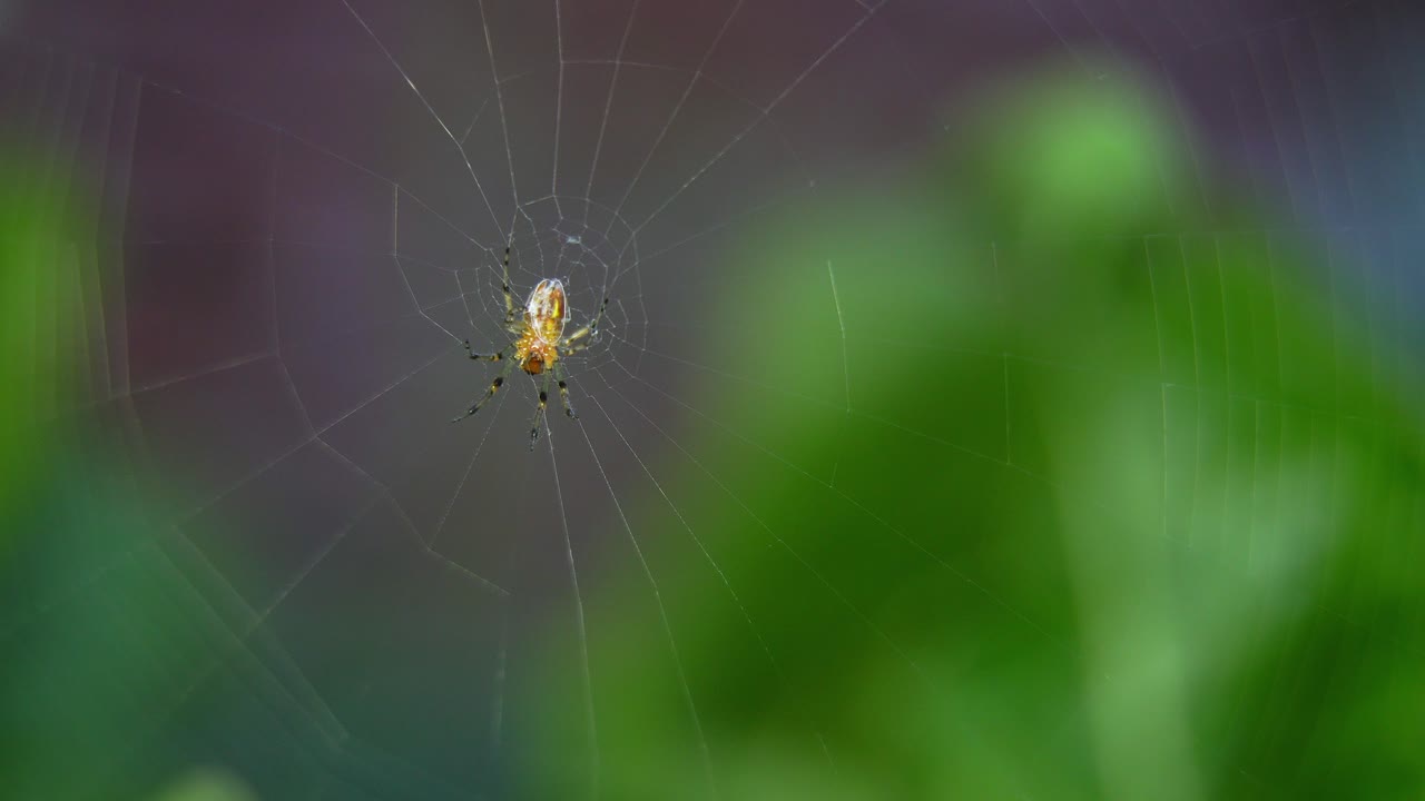 Closeup of an orb-weaver spider (Alpaida veniliae) at the center of her web.