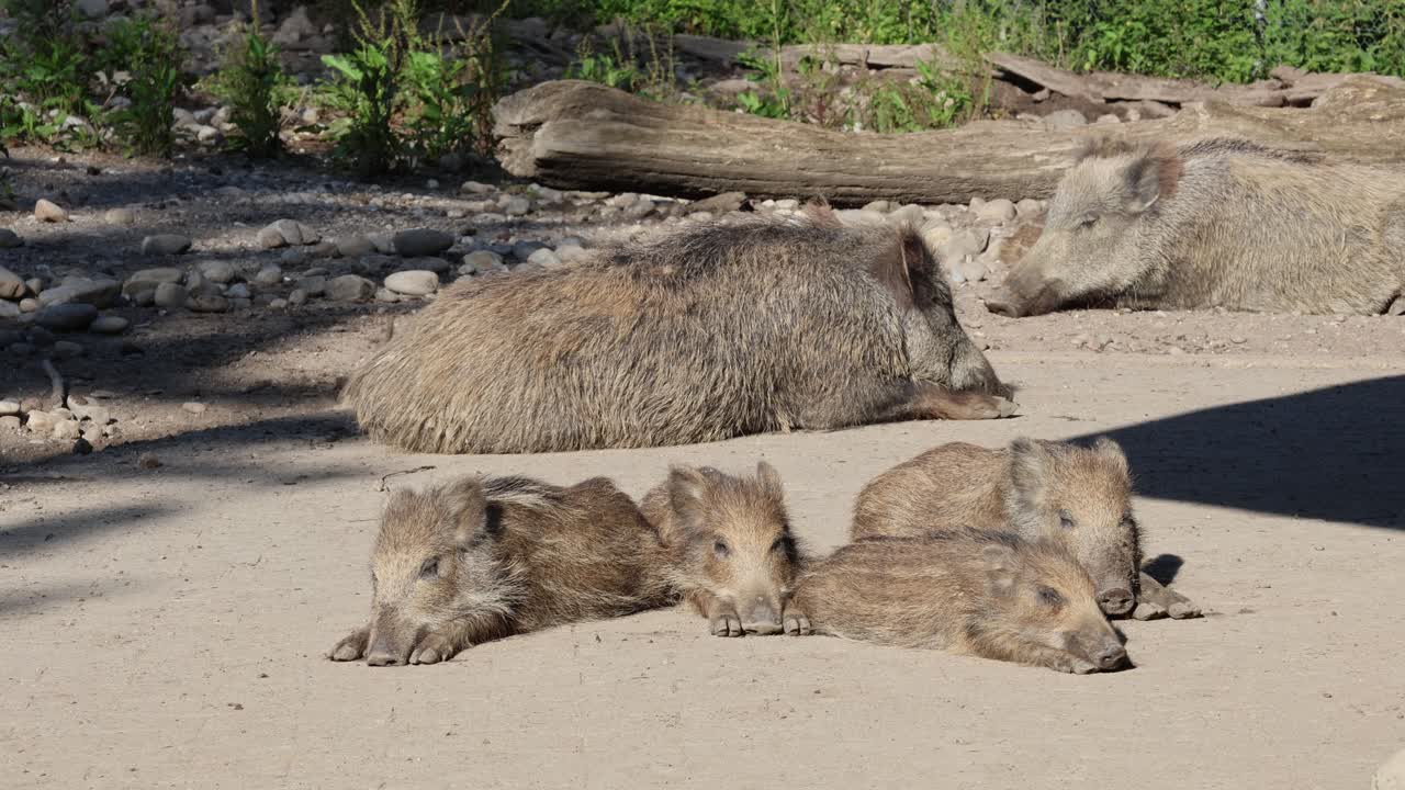 Wild pig family resting in the sun, young piglets