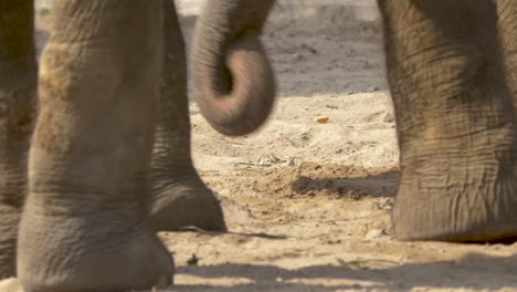 two elephants using their trunks to pick up sand from the dry savannah ground