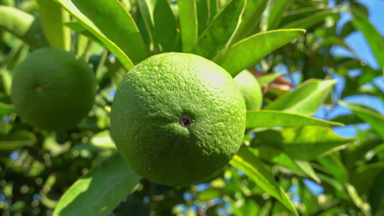 Close up of limes growing on a tree in sunshine