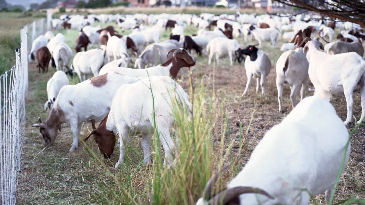 Herd of goats eating grass in the field