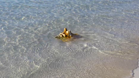 Imágenes-Estáticas-De-Una-Caracola-En-Una-Playa-De-Las-Bahamas.