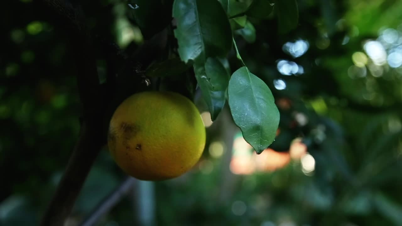 Orange hanging from a tree