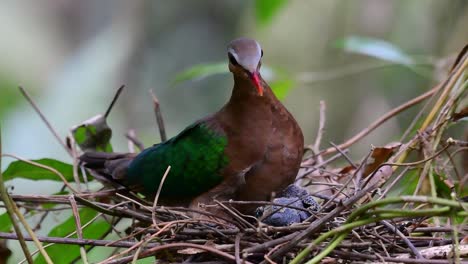 the common emerald dove is common to asian countries and it's famous for its beautiful emerald coloured feathers