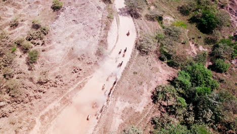 Vaqueros-De-Panamá-En-Arreo-De-Ganado---Pastoreo-De-Ganado-En-Camino-De-Tierra-Polvorienta