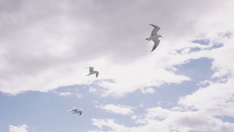 Grupo-De-Gaviotas-Volando-Contra-El-Cielo-Azul-Nublado-En-Sendai,-Japón---Tiro-De-ángulo-Bajo