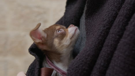 adorable brown chihuahua puppy in person's arms