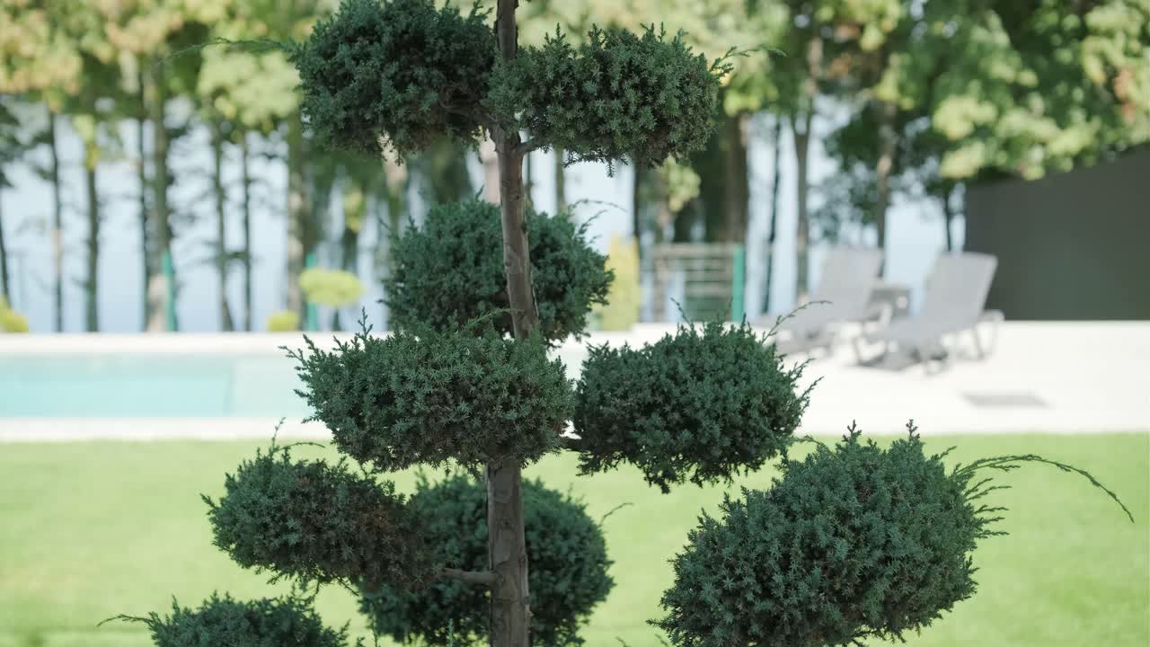 Topiary Tree in Garden
