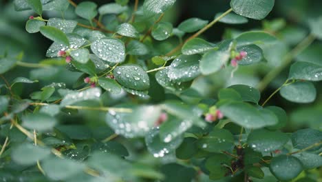 picturesque footage of green leaves bush covered with morning dew