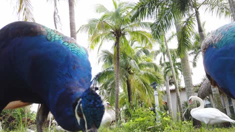 Indian-peafowl-Couple-eating,-blue-birds