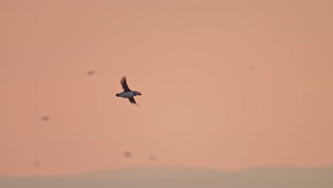 slow motion puffin bird flying in sunset sky, atlantic puffins in flight with beautiful orange sunset sky, uk seabirds flying on skomer island