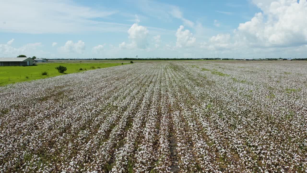 drone sobrevuela un campo de algodón de texas en cámara lenta durante un hermoso día de verano con nubes y un cielo azul