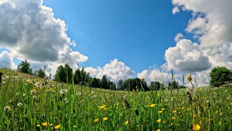 timelapse wide low angle view of blades of grass with blue sky as white clouds roll past