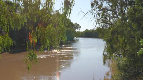 shot of the darling river with overhanging trees in bourke, nsw australia