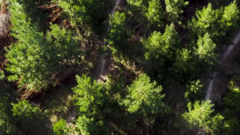 Above-hidden-forest-trail-with-people-riding-mountain-bikes,-golden-hour-sunset,-aerial