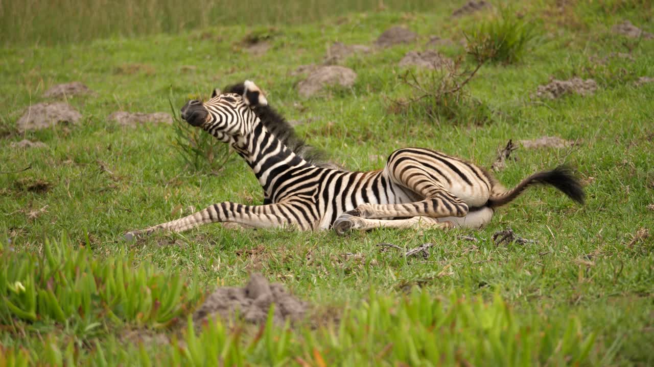 игривый малыш зебры бурчелла чешет ухо о траву в национальном парке слонов аддо
