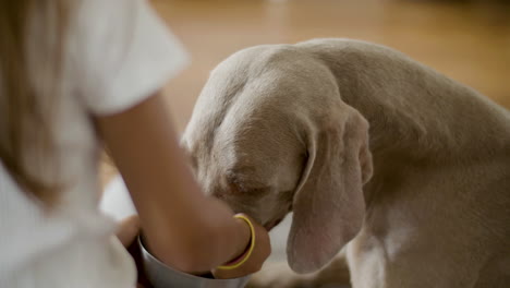 little girl holding pet bowl with food and feeding dog at home