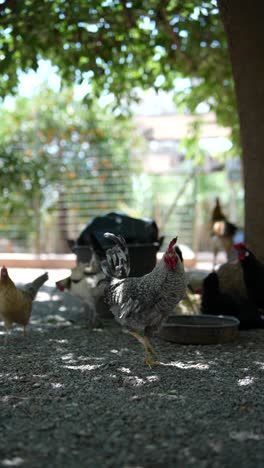 chickens under a tree