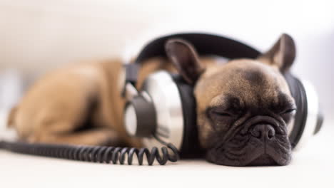 cute pet french bulldog puppy with headphones against a white background