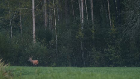 single young deer walking eating in late autumn evening dusk darkness