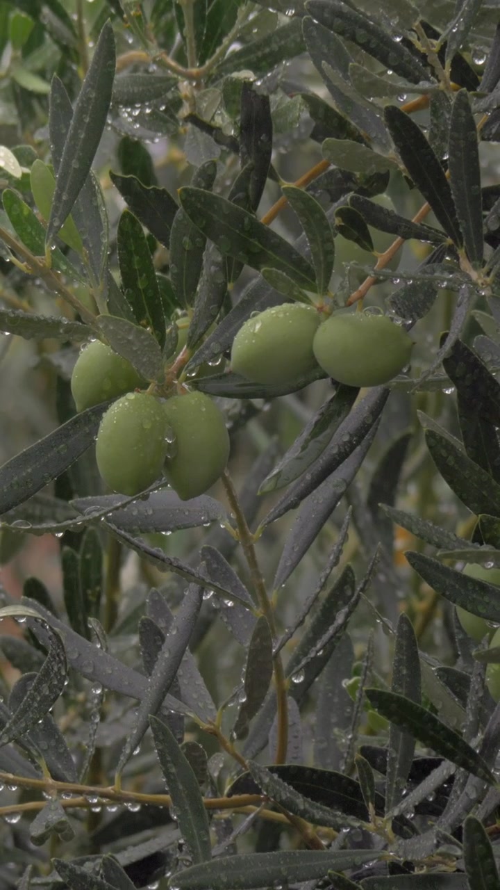 Ulivo bagnato sotto la pioggia in giardino.