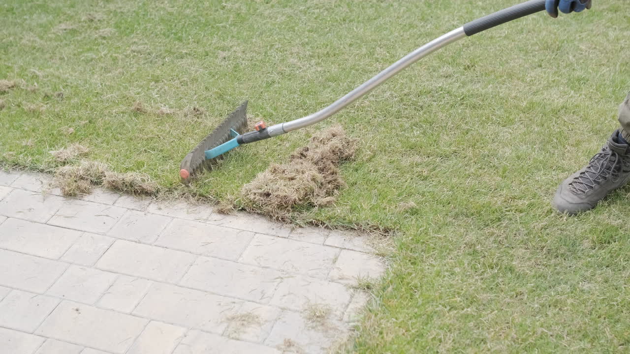 Person Raking Dead Grass and Thatch from a Lawn