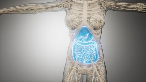 partes y funciones del sistema digestivo humano