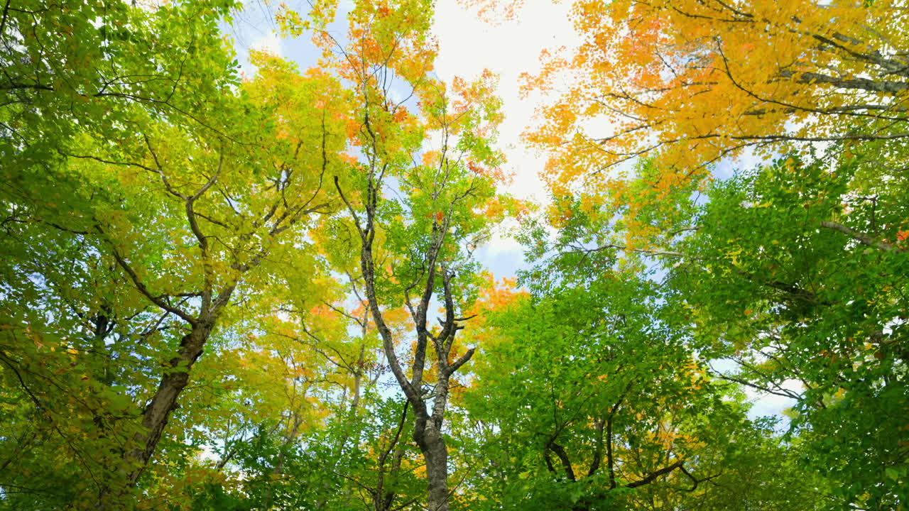 Panoramic view of green lush foliage forest. Vibrant nature. Bright blue sky. Peaceful serene landscape. Seasonal colors change.
