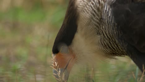 southern crested caracara feeding on a grass field in south america