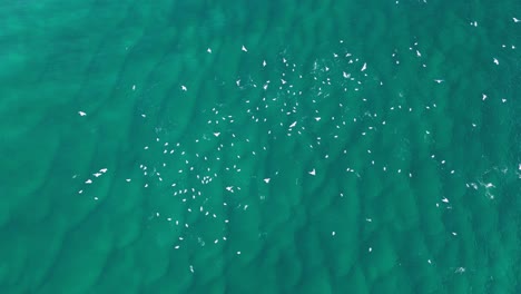 large flock of migrating seabirds feeding on a school of fish swimming on the ocean surface