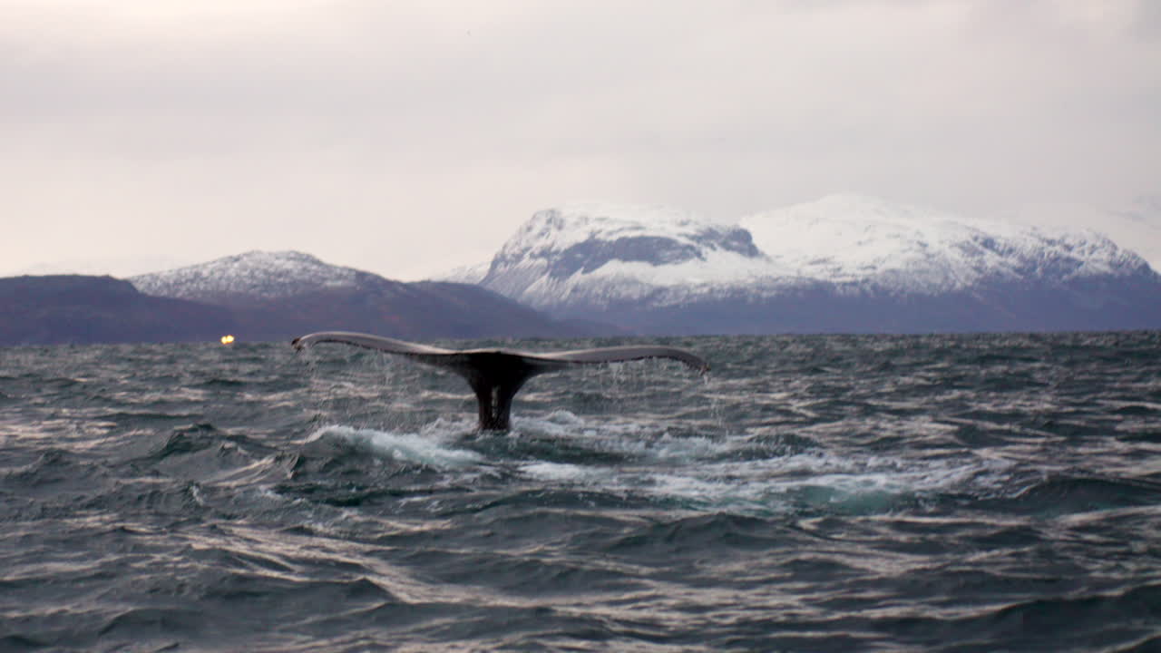 Humpback whale dives down exposing dripping fluke, Skjervoy ocean safari. Slomo