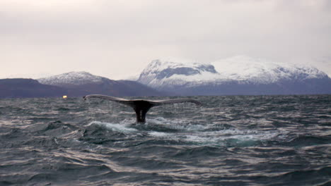 humpback whale dives down exposing dripping fluke, skjervoy ocean safari. slomo
