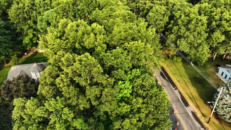 lowering near tree tops and lush summer leaves