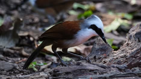 Facing-right-while-eating-something-from-deep-in-a-rotten-wood-on-the-ground,-White-crested-Laughingthrush-Garrulax-leucolophus,-Thailand