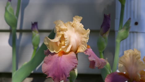 Closeup-view-of-peach-and-pink-colored,-Iris-barbatula-flower-in-backyard-garden-on-a-sunny-day