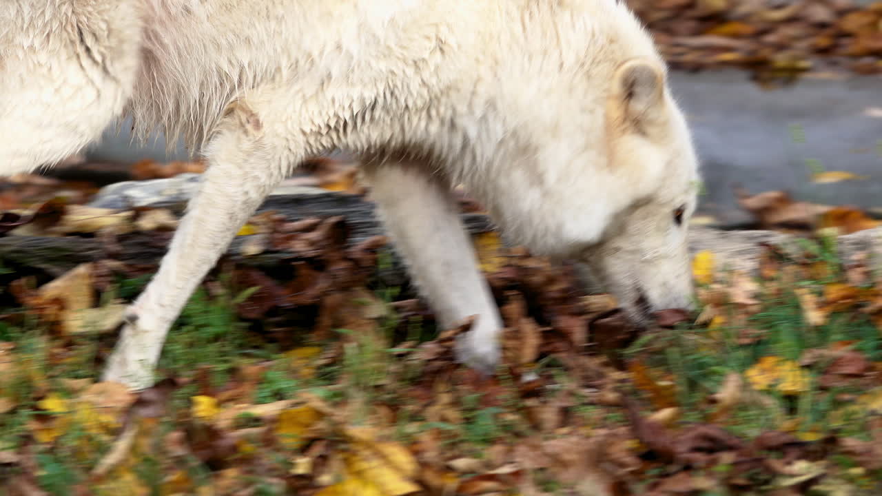 Close-up of a pale colored Rocky Mountain Gray Wolf sniffing at the ground in search of food