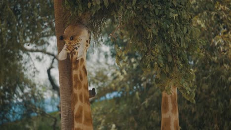 giraffes feeding tree leaves in zoo - close up