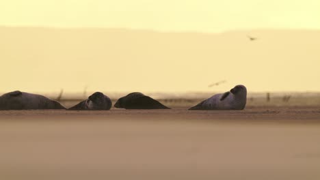 Atemberaubende-Goldene-Stunde-Wild-Lebende-Szene-Von-Robben,-Die-An-Der-Küste-Liegen,-Texel