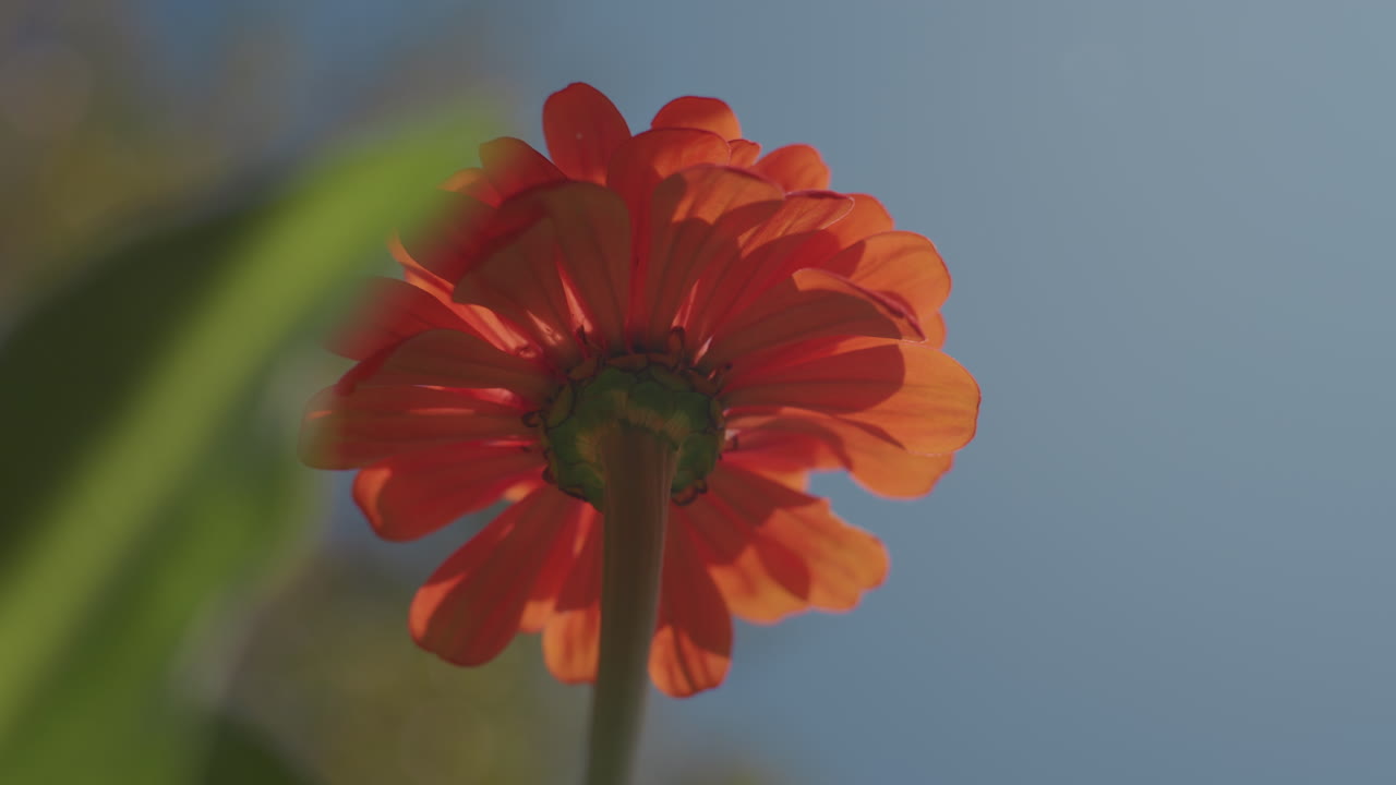 zinnia rossa vista dal basso, petali illuminati dal sole che risplendono su un cielo blu terso, punta di un dito che sfiora delicatamente la parte inferiore del fiore, bordi retroilluminati tenui con foglie verdi sfocate, atmosfera calda del tardo pomeriggio