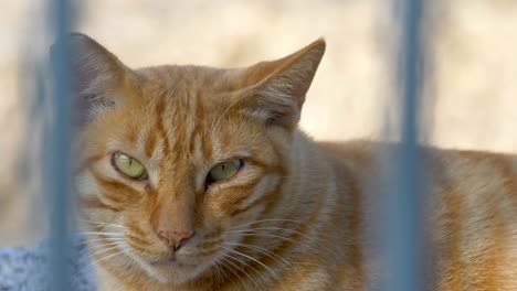 el gato de cerca.