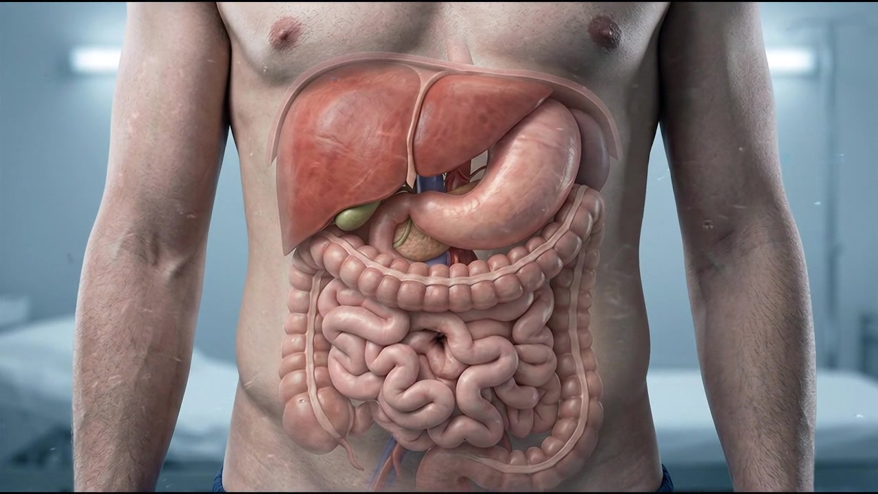 3D Medical Animation of Human Digestive System Anatomy