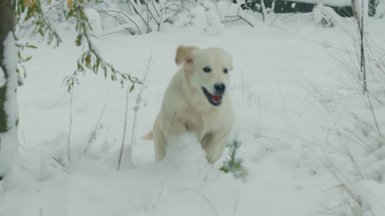 divertido golden retriever corriendo en la nieve fresca en el patio trasero de la casa