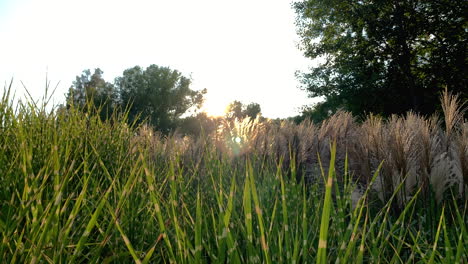 Weitwinkelaufnahme-Des-Sonnenaufgangs,-Blauer-Himmel-Zwischen-Grünen-Pflanzen