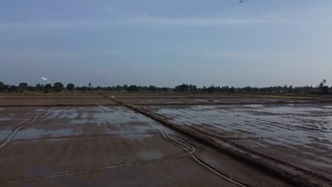 Flock-Of-White-Birds-Flying-Over-Wet-Rice-Fields-In-Battambang,-Cambodia
