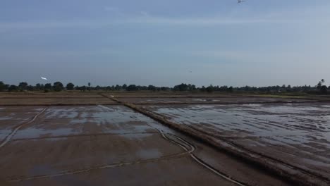 Bandada-De-Pájaros-Blancos-Volando-Sobre-Campos-De-Arroz-Húmedo-En-Battambang,-Camboya