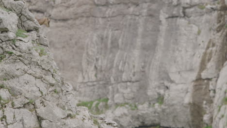 close up: chamois cubs climbing on up a rock high up in the mountains