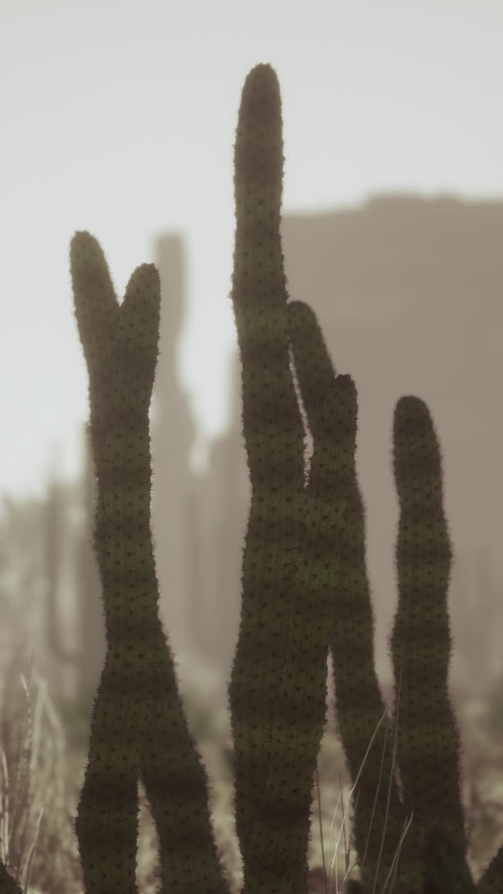 cactus en un paisaje desértico con niebla
