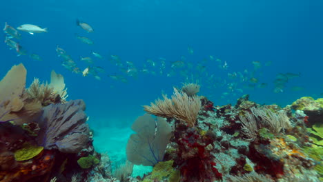 school of yellowtail snappers on a reef in cancun mexico